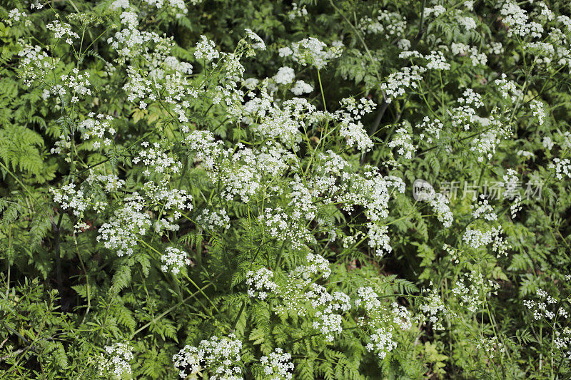 牛欧芹(Anthriscus sylvestris)